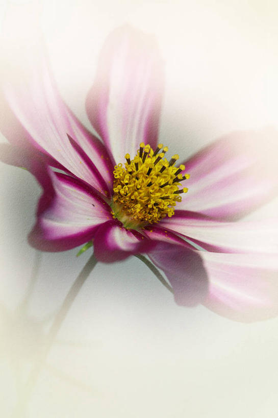 无人,竖图,白色背景,加拿大,盛开,茎,花蕾,花,花瓣,花朵,鲜花,一朵,粉色,花苞,花蕊,摄影,大波斯菊,脆弱,雄蕊,清新,彩图,影棚拍摄