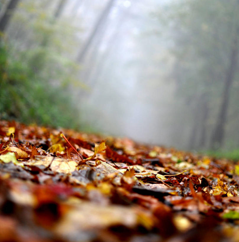 无人,竖图,室外,白天,森林,雾,叶子,德国,天气,树,红色,自然,摄影,宁静,改变,秋天,彩图,单行道