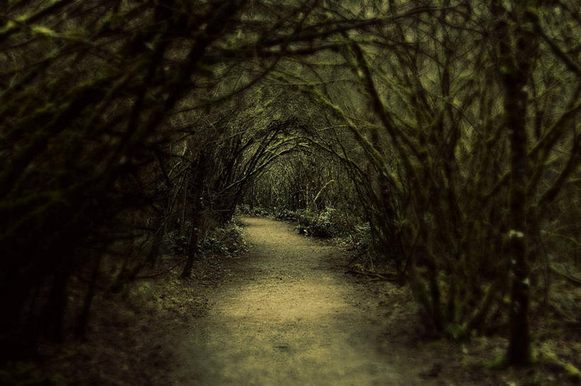 无人,横图,室外,特写,白天,美景,加拿大,丰富,隧道,景观,自然,景色,摄影,生长,宁静,自然风光,萨里市,彩图,单行道