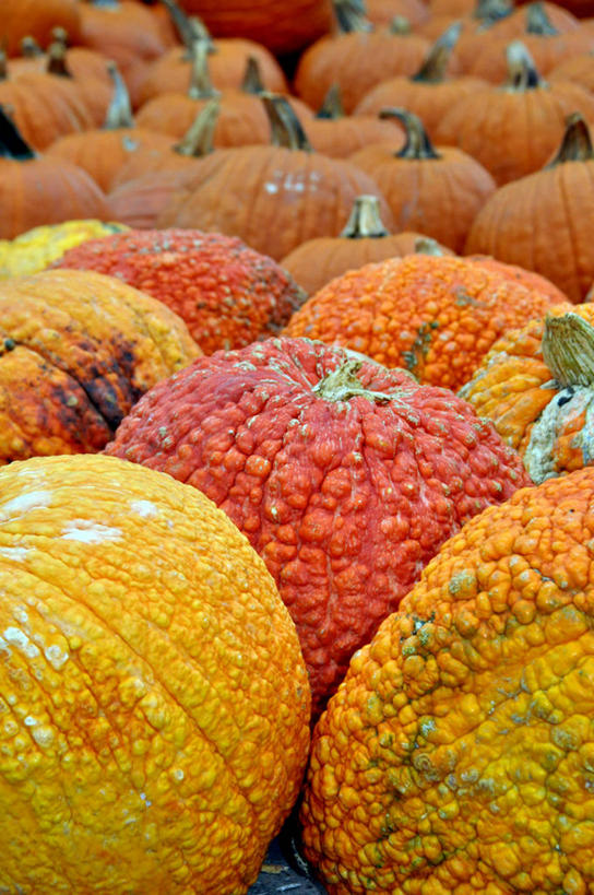 无人,竖图,室外,特写,白天,南瓜,蔬菜,美国,许多,丰富,树荫,很多,饮食,橙色,摄影,清新,健康食物,新泽西,彩图