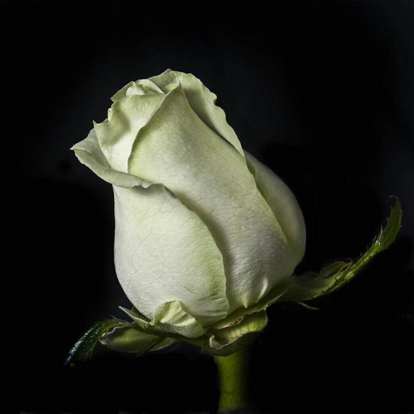 无人,方图,特写,西班牙,黑色背景,茎,花瓣,白色,摄影,脆弱,清新,卡斯特利翁省,彩图,影棚拍摄