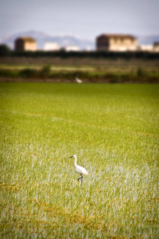 无人,竖图,室外,白天,侧面,山,野生动物,西班牙,苍鹭,鸟类,地形,田地,草,天空,摄影,巴伦西亚省,彩图