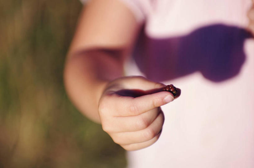 儿童,一个人,横图,室外,特写,白天,纯洁,新西兰,阴影,食品,拿着,可爱,童年,童趣,摄影,部分,清新,出示,童真,烂漫,无邪,黑刺莓,天真,彩图