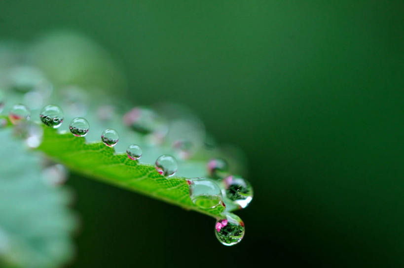 无人,横图,室外,特写,白天,叶子,日本,绿色背景,折射,水滴,绿色,自然,摄影,京都府,脆弱,清新,纯净,彩图