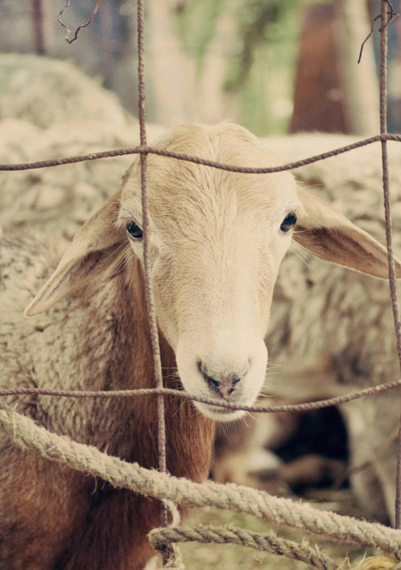 无人,竖图,室外,特写,白天,委内瑞拉,网,动物,绳子,两只,家畜,摄影,牲畜,绵羊,彩图