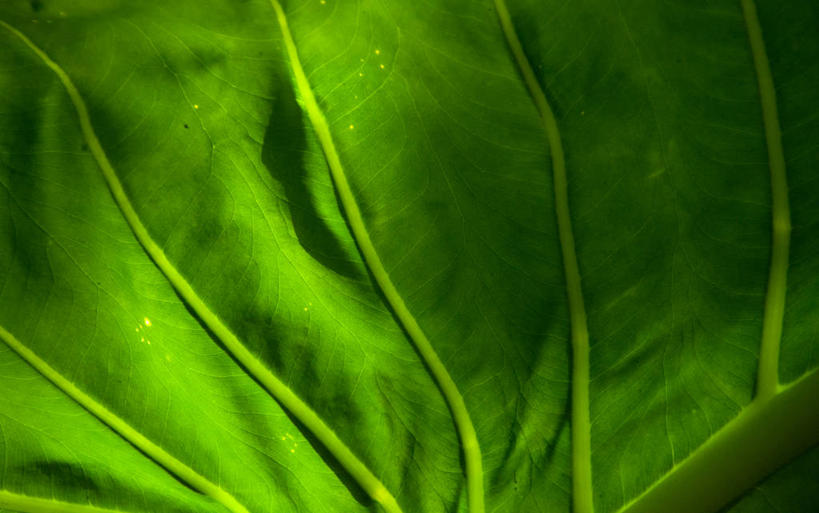 无人,横图,室外,特写,白天,叶子,委内瑞拉,首都,绿色,自然,南美,摄影,部分,南美洲,脆弱,拉丁美洲,美洲,亚美利加洲,南亚美利加洲,加拉加斯,委内瑞拉玻利瓦尔共和国,彩图