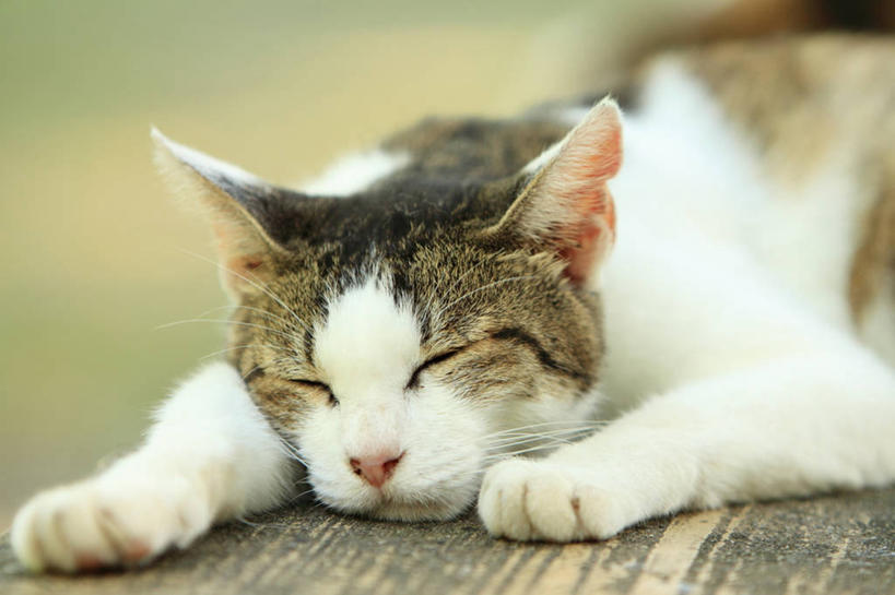 无人,躺,横图,室外,特写,白天,懒惰,宠物,猫,日本,家畜,放松,摄影,京都府,闭着眼睛,睡觉,彩图