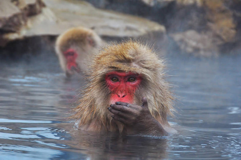 无人,横图,室外,白天,河流,野生动物,猴子,长野县,日本,反射,动物,两只,摄影,部分,岩石,彩图,地狱谷