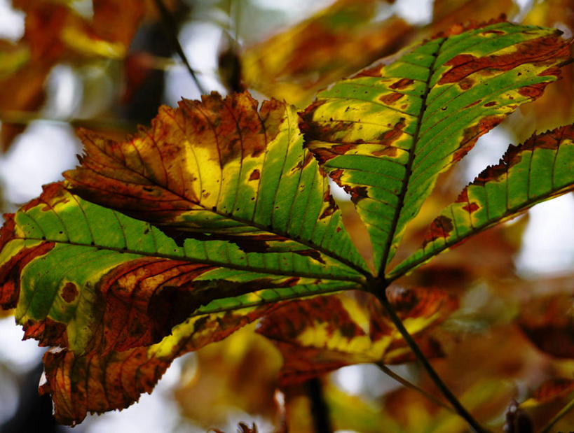 无人,横图,室外,特写,白天,叶子,英国,自然,摄影,脆弱,清新,改变,坎布里亚,秋天,彩图