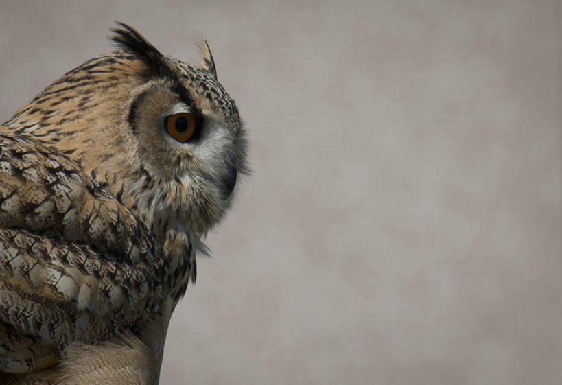 无人,横图,室外,白天,野生动物,意大利,鸟类,首都,摄影,鹰雕,彩图