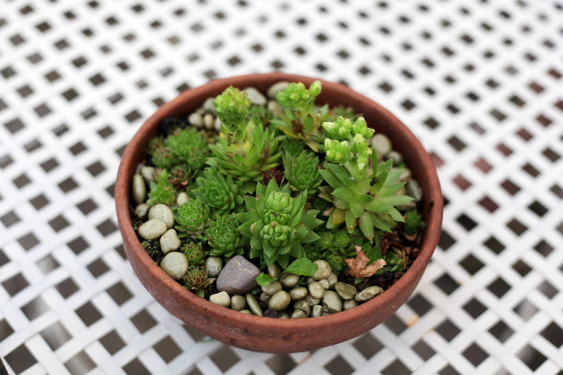 无人,横图,室外,特写,白天,桌子,花盆,英国,装饰,院子,鹅卵石,摄影,生长,彩图