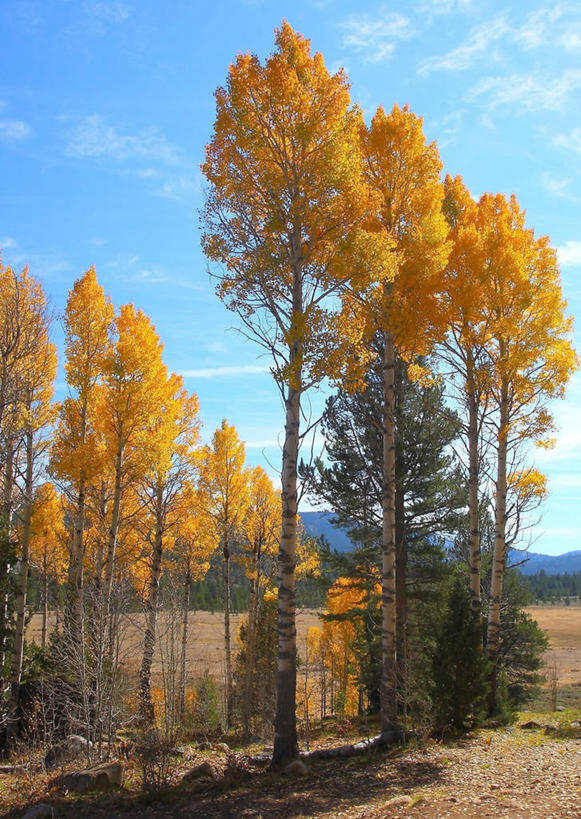 无人,竖图,室外,白天,美景,山,美国,景观,云,树,天空,自然,景色,摄影,宁静,白杨树,加利福尼亚,自然风光,改变,白杨,大叶杨,秋天,彩图,颤杨,冲天杨,响杨