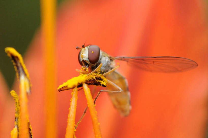 无人,横图,室外,特写,白天,野生动物,英国,昆虫,动物,摄影,雄蕊,益虫,食蚜蝇,彩图