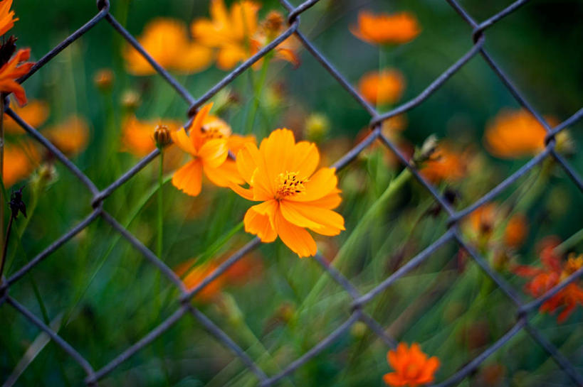 无人,横图,室外,特写,白天,美国,栅栏,花,花瓣,黄色,摄影,大波斯菊,保护,北美,北美洲,脆弱,雄蕊,清新,美洲,佛罗里达,佛罗里达州,佛州,阳光州,北亚美利加洲,亚美利加洲,彩图,美利坚合众国