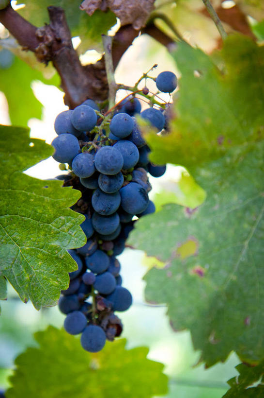 无人,竖图,室外,白天,葡萄,水果,叶子,美国,吊挂,悬挂,串,挂,饮食,葡萄园,自然,藤蔓,摄影,有机食品,清新,加利福尼亚,健康食物,藤蔓植物,山葫芦,蒲桃,草龙珠,彩图