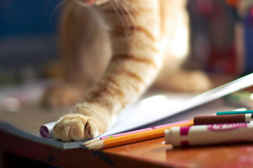 无人,横图,室内,特写,白天,桌子,宠物,猫,美国,蜡笔,爪子,铅笔,家畜,摄影,部分,书,彩图