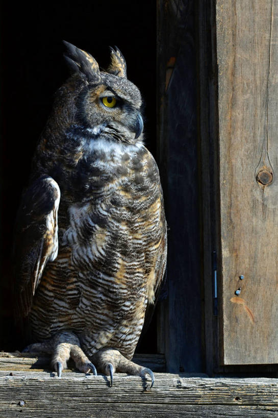 无人,竖图,室外,白天,窗户,猫头鹰,野生动物,美国,木制,摄影,栖息,大角枭,机敏,彩图