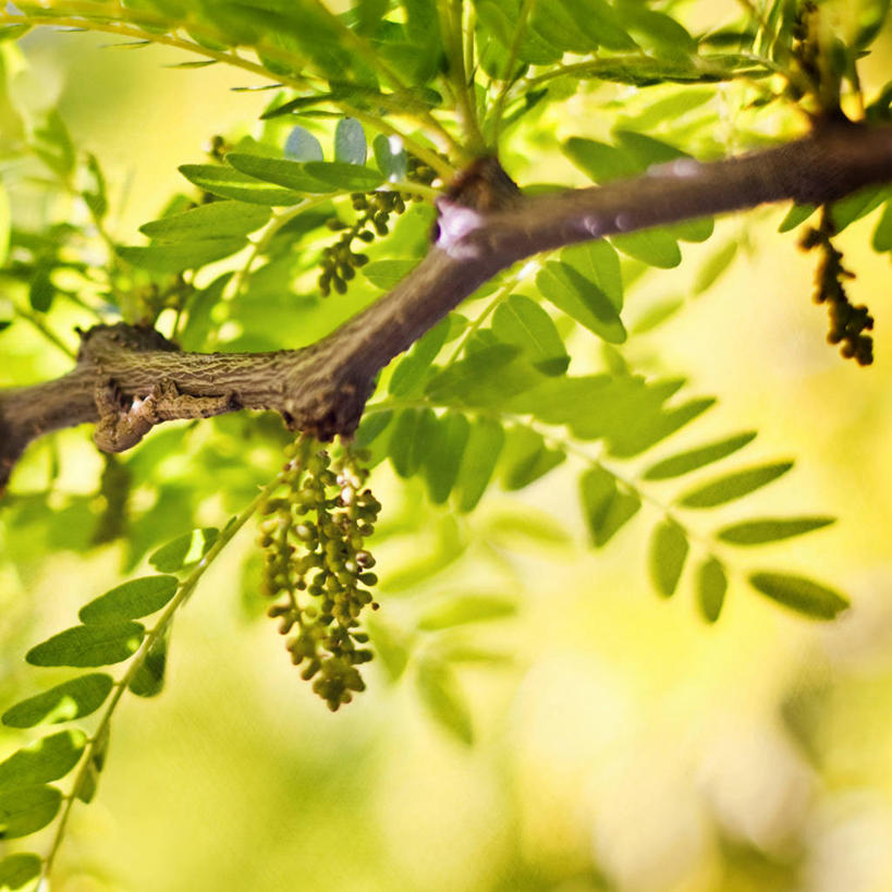 无人,方图,室外,特写,白天,叶子,美国,昆虫,枝,自然,摄影,生长,伪装,宾夕法尼亚,毛虫,皂荚,彩图