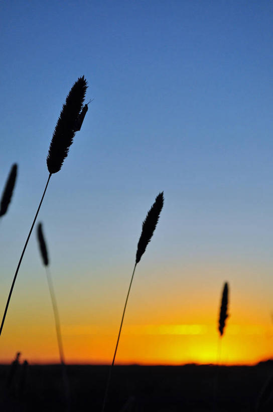 无人,竖图,室外,日落,野生动物,澳大利亚,昆虫,草,天空,自然,摄影,蛾,剪影,南澳大利亚,彩图