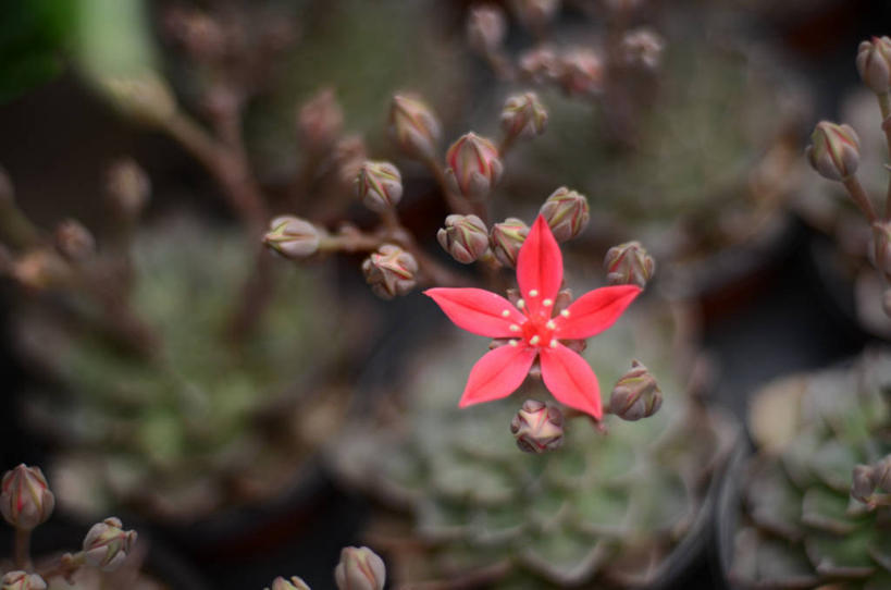 无人,横图,俯视,室外,特写,白天,首尔,韩国,盛开,首都,花蕾,花,花瓣,花朵,鲜花,一朵,红色,花苞,花蕊,摄影,脆弱,清新,彩图,高角度拍摄
