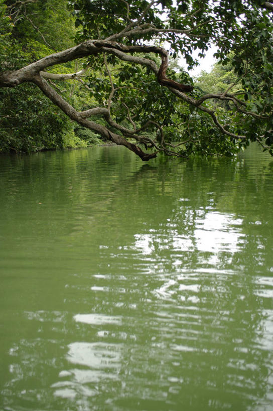 无人,竖图,室外,白天,湖,美景,马来西亚,反射,岛,景观,树,自然,景色,摄影,宁静,自然风光,浮罗交怡岛,彩图