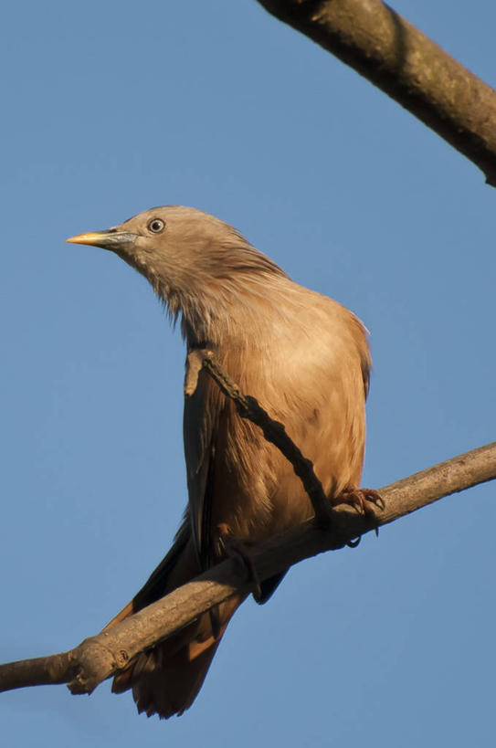 无人,竖图,室外,特写,白天,野生动物,孟加拉国,亚洲,鸟类,枝,摄影,栖息,南亚,喙,万里无云,孟加拉人民共和国,家八哥,彩图