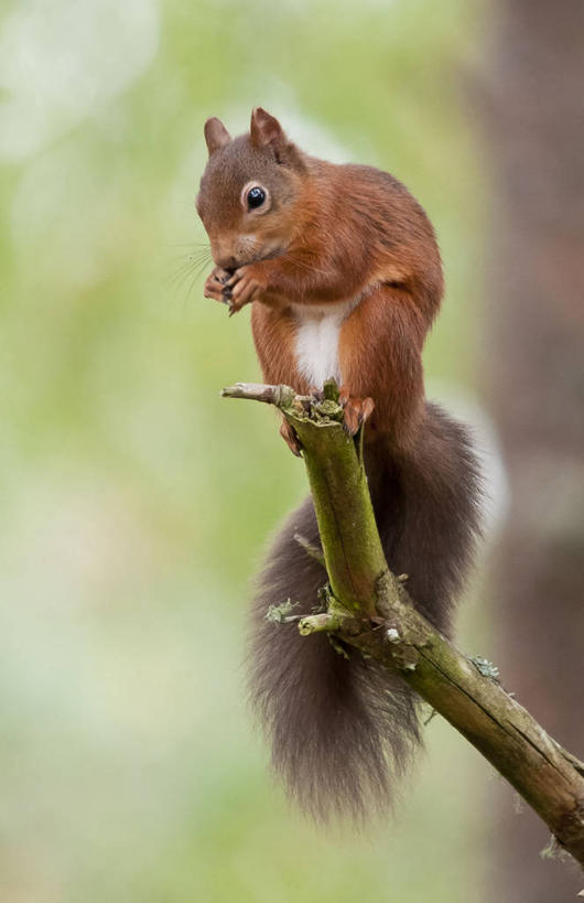 无人,竖图,室外,特写,白天,野生动物,英国,枝,松鼠,摄影,彩图