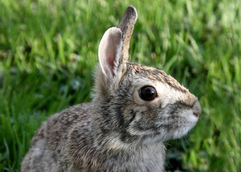 无人,横图,室外,特写,白天,侧面,哺乳动物,野生动物,美国,兔子,草,自然,动物,摄影,兔,家兔,威斯康星,彩图