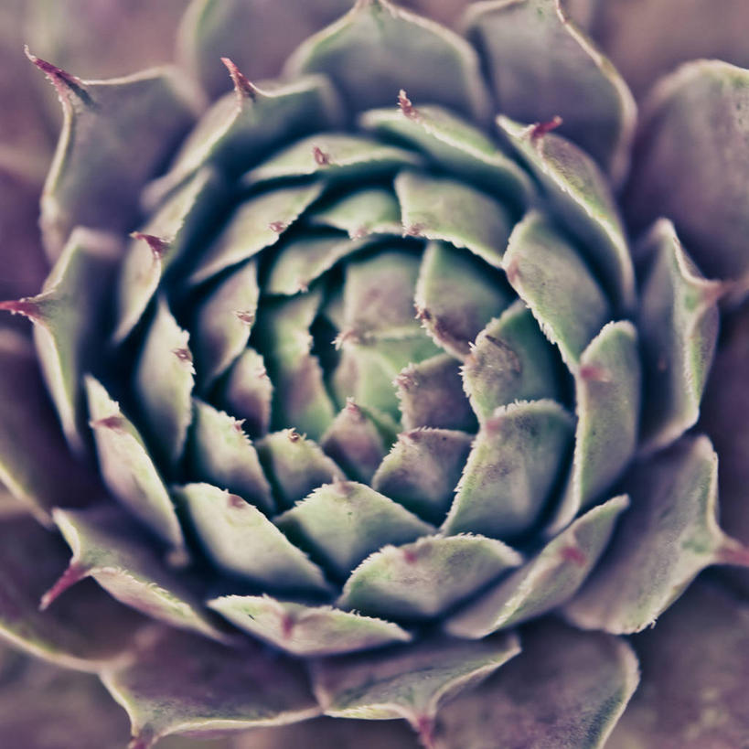 无人,方图,室外,特写,背景,美国,自然,摄影,生长,锋利,尖锐,荆棘,肌理,式样,彩图,肉质植物,长生花