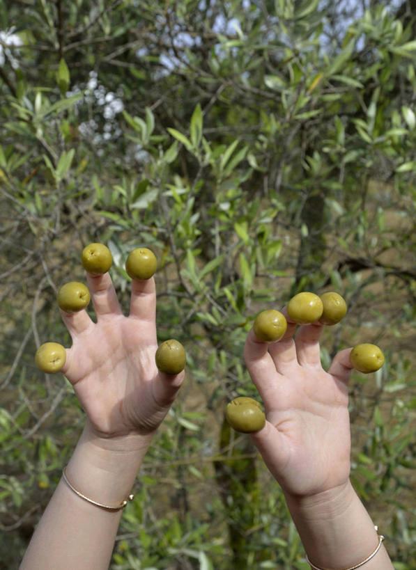 儿童,手,一个人,竖图,室外,特写,白天,纯洁,橄榄,西班牙,仅一个女性,仅一个人,饮食,小孩,绿色,仅一个小孩,可爱,童年,童趣,摄影,部分,绿橄榄,清新,童真,烂漫,无邪,健康食物,安达路西亚,天真,女孩,女人,女性,孩子,彩图,油橄榄树,女生