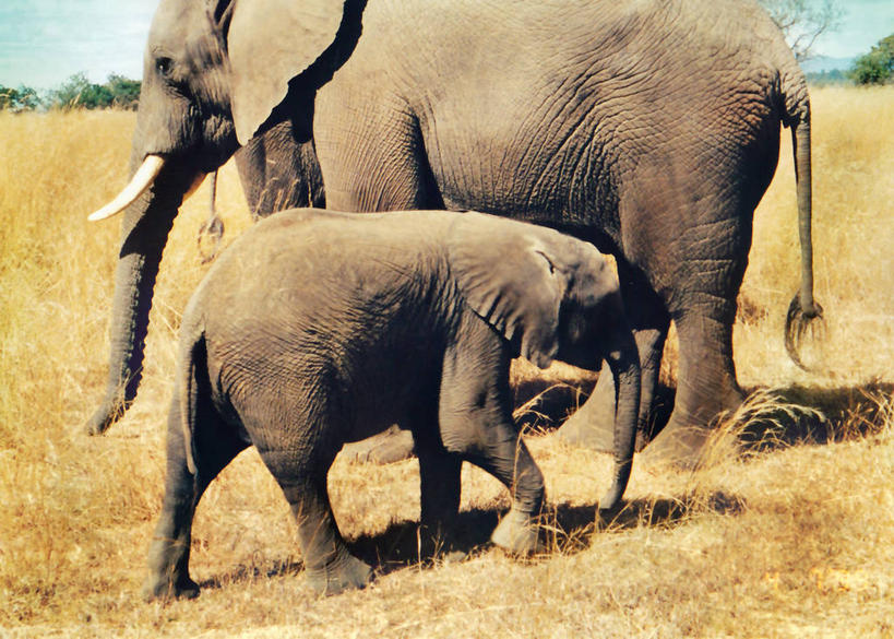 无人,横图,室外,特写,白天,野生动物,津巴布韦,阴影,首都,草,树,动物,两只,摄影,哈拉雷,象,步行,彩图