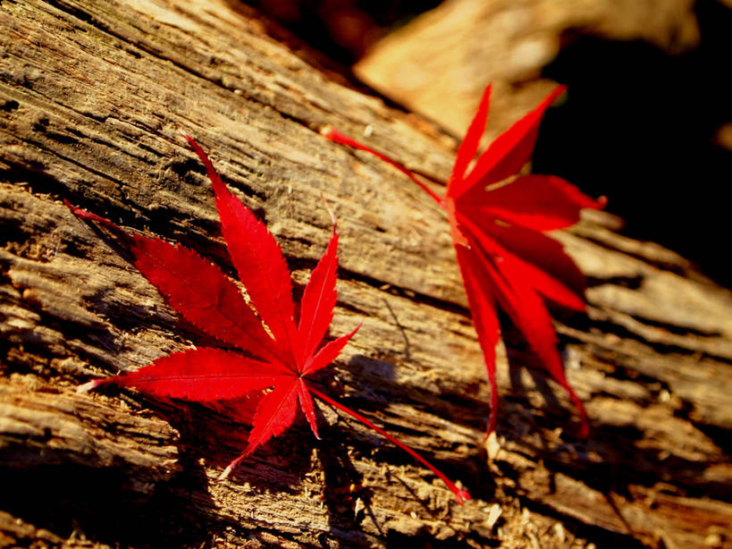 无人,横图,室外,特写,白天,树林,东京,日本,枫叶,首都,两个,红色,自然,摄影,脆弱,改变,红花槭,叶脉,彩图