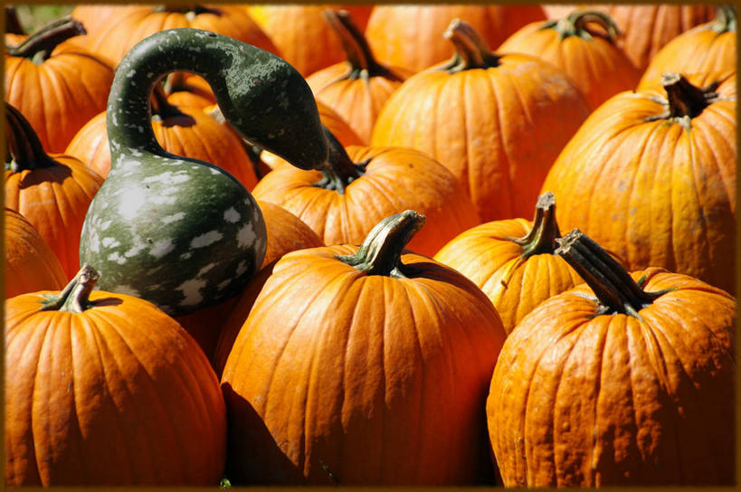 无人,横图,室外,白天,南瓜,美国,饮食,绿色,橙色,摄影,清新,彩图