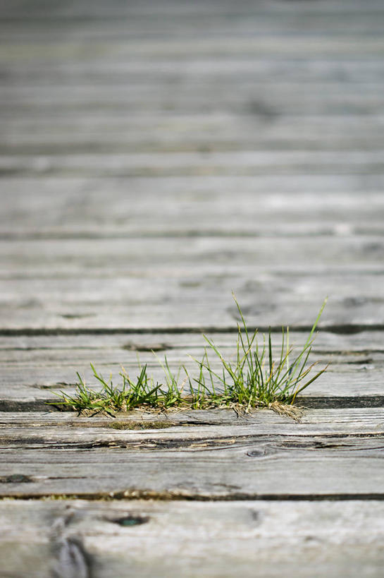 无人,码头,竖图,室外,白天,波兰,木制,草,绿色,摄影,生长,彩图