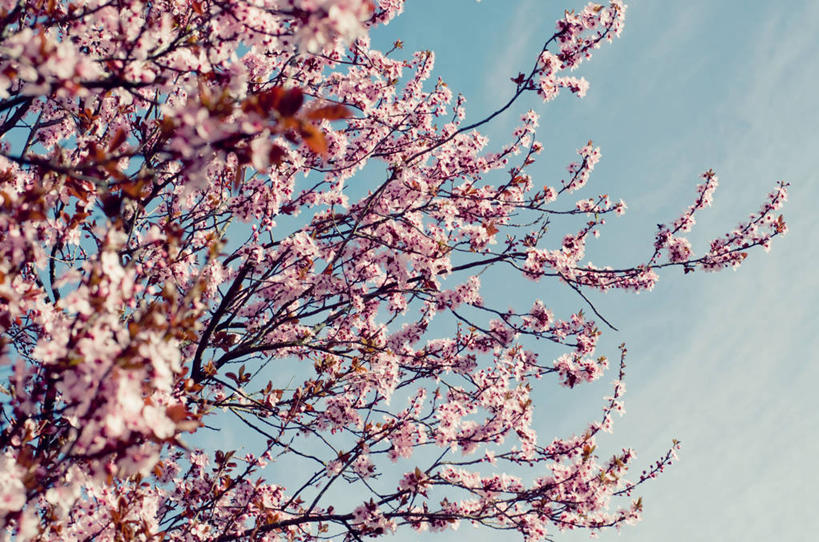 无人,横图,室外,特写,白天,新西兰,云,樱桃树,摄影,脆弱,清新,彩图