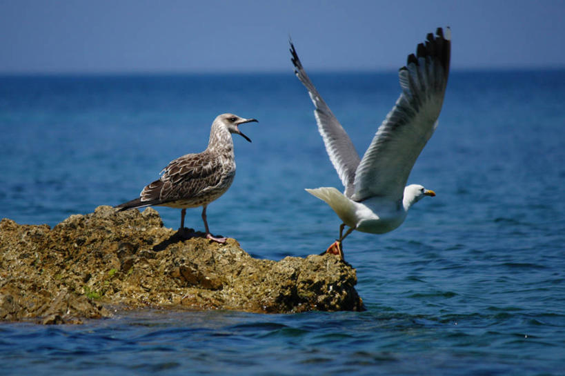 无人,横图,室外,白天,海洋,海鸥,野生动物,意大利,鸟类,水平线,飞,自然,动物,两只,摄影,托斯卡纳区,厄尔巴岛,岩石,彩图