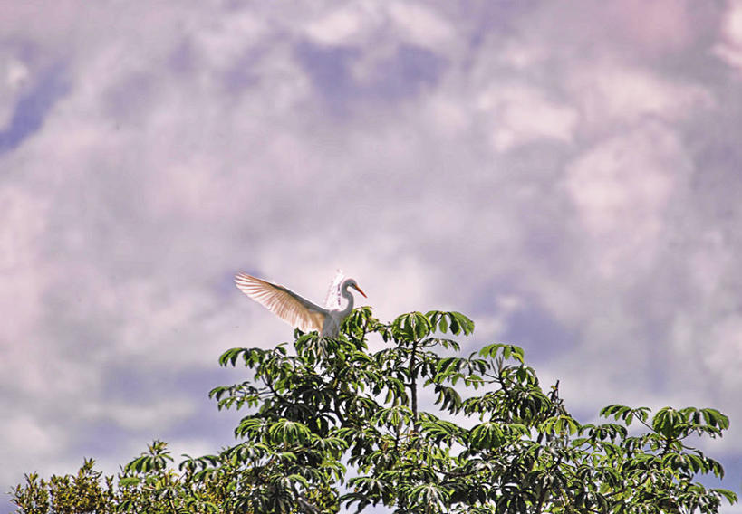 无人,横图,室外,白天,仰视,白鹭,野生动物,叶子,巴西,鸟类,云,树,天空,自然,摄影,栖息,彩图,低角度拍摄