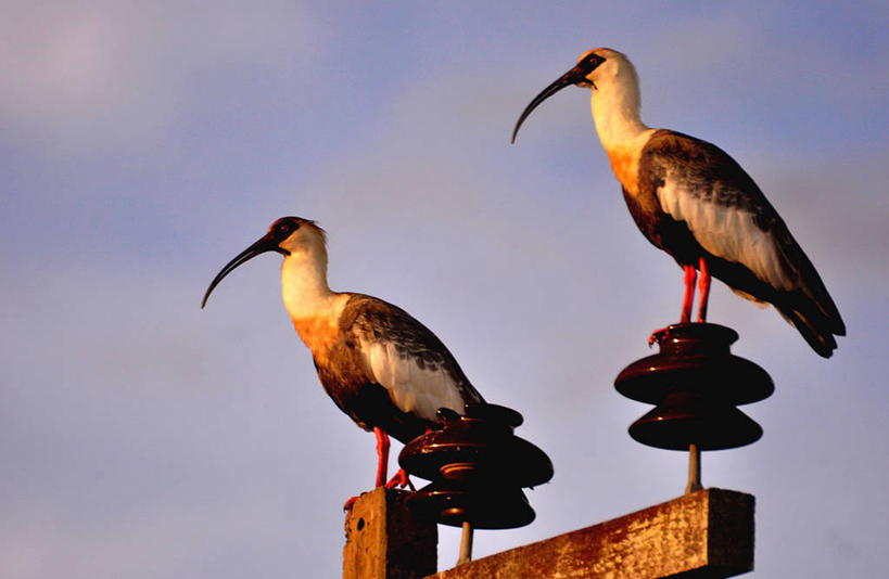 无人,横图,室外,白天,侧面,野生动物,巴西,鸟类,云,一对,天空,动物,两只,放松,摄影,喙,彩图,输电塔