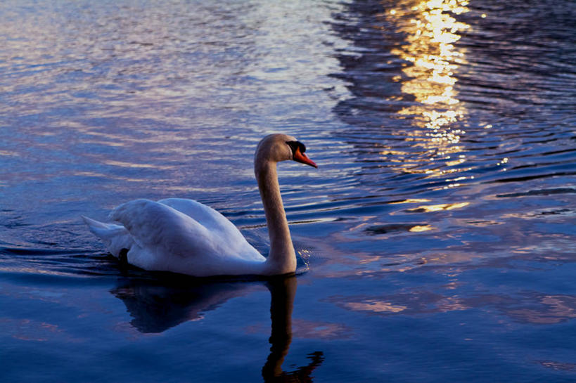 无人,横图,室外,特写,湖,野生动物,天鹅,加拿大,反射,黄昏,摄影,多伦多,彩图