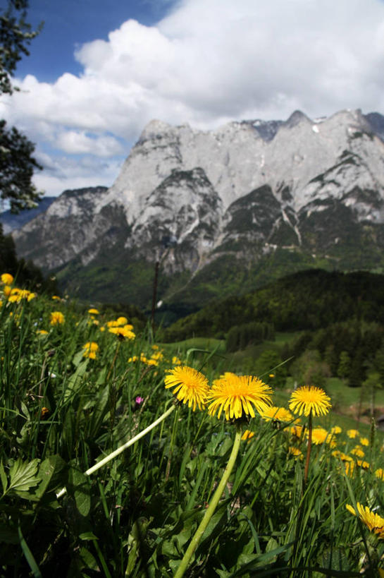 无人,竖图,室外,白天,美景,山,山脉,蒲公英,奥地利,景观,云,花,黄色,天空,自然,景色,摄影,宁静,自然风光,阿尔卑斯山脉,萨尔茨堡,彩图