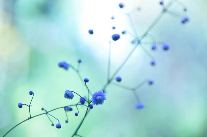 无人,横图,室外,特写,白天,草地,加拿大,茎,花,紫色,自然,摄影,脆弱,清新,彩图