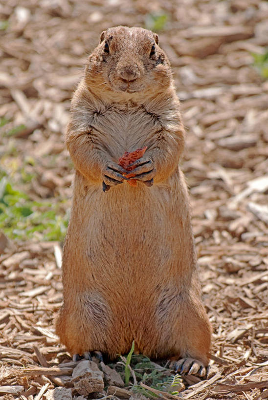 无人,站,竖图,室外,白天,旅游,度假,美景,野生动物,美国,景观,拿着,娱乐,自然,动物,享受,休闲,景色,放松,摄影,自然风光,彩图,狗饼干,草原土拨鼠