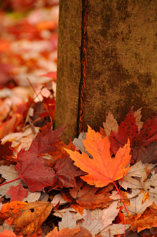 无人,竖图,彩色,室外,白天,叶子,加拿大,丰富,枫叶,树干,自然,摄影,五颜六色,色彩斑斓,脆弱,改变,五彩缤纷,五彩斑斓,温哥华,大不列颠哥伦比亚,五光十色,秋天,彩图