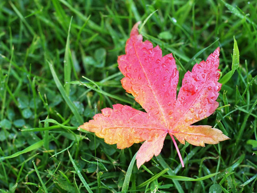 无人,横图,室外,特写,白天,英国,枫叶,英格兰,草,雨滴,摄影,脆弱,清新,改变,秋天,彩图