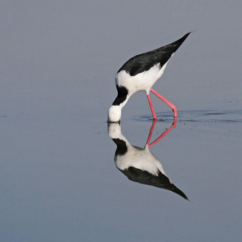 无人,站,方图,室外,白天,水,野生动物,澳大利亚,对称,反射,鸟类,摄影,长脚鹬,新南威尔士,黑翅长脚鹬,彩图