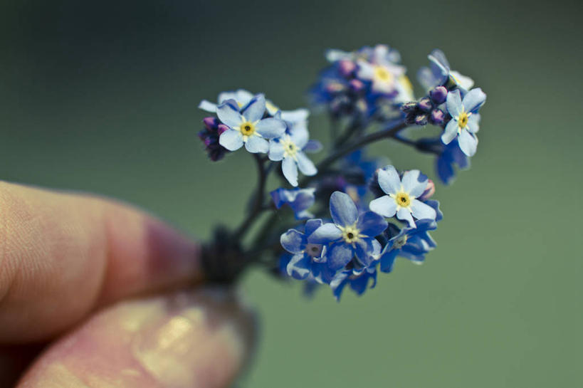 一个人,横图,室外,特写,白天,勿忘我,英国,小的,拿着,花,花瓣,蓝色,自然,花束,手指,摄影,部分,脆弱,食指,清新,萨里市,彩图