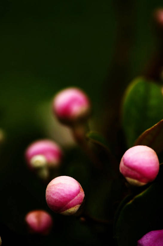 无人,竖图,室外,特写,白天,越南,花蕾,花,粉色,自然,摄影,生长,脆弱,清新,广宁省,彩图