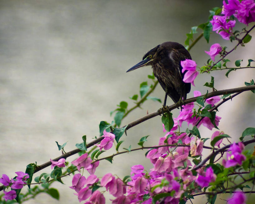 无人,横图,室外,特写,白天,野生动物,新加坡,苍鹭,枝,首都,花,自然,摄影,脆弱,清新,新加坡市,彩图