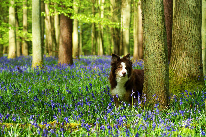 无人,横图,室外,白天,树林,宠物,狗,英国,花,树,树干,家畜,摄影,生长,清新,边境牧羊犬,柯利牧羊犬,机敏,野风信子,彩图