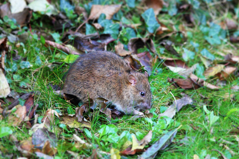 无人,横图,室外,白天,野生动物,老鼠,叶子,英国,草,摄影,南威尔士,彩图,布里真德